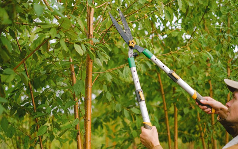 Tree trimming in Dalton, NE